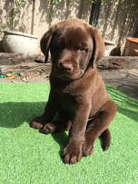 Puppy Floof R Aww Cute Baby Animals Baby Dogs Lab Puppies