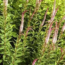 In spring it emerges with deep burgundy purple leaves which turn. Veronicastrum Virginicum Erika