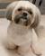 Shih Tzu Haircut Face