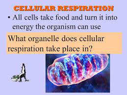 Before cell respiration can occur, glucose from another part of the. Cell Energy Photosynthesis Life Sactivities Respiration Sun Energy Sugaratp Energy Ppt Download