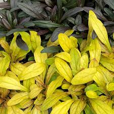 Image result for Fadogia arenicola