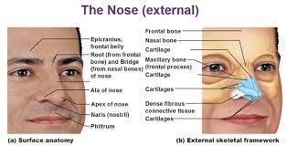 The Respiratory System Anatomy Nose Respiratory System