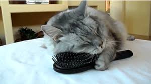 Https Encrypted Tbn0 Gstatic Com Images Q Tbn And9gcsqt 2w14pp9xm6zauion5lltwoskhj7yrxag Usqp Cau