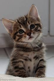 Please note, these cats are from rescues and shelters nationwide and are not available through the aspca. Free Kittens And Puppies Near Me Kitten