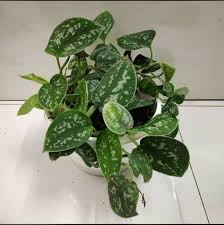 Check spelling or type a new query. Scindapsus Pictus Argyraeus Satin Pothos Nursery Buy