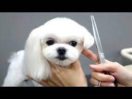 Supply For The Dog Grooming Supplies Tools At Incredible Low Prices Locate Every The Grooming Prod In 2021 Dog Grooming Salons Dog Grooming Shop Dog Grooming Styles