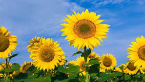 What Time Of Year Do Sunflowers Bloom Planting Sunflowers Growing Sunflowers Sunflower Flower