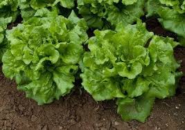 Lettuce Varieties Learn About The Different Types Of Lettuce