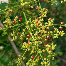 Image result for Salvadoraceae