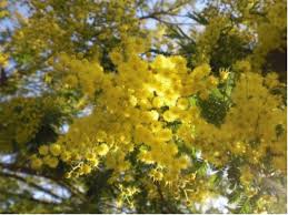 We work with expert local florists in flower shops all over. International Women S Day Festa Della Donna In Italy