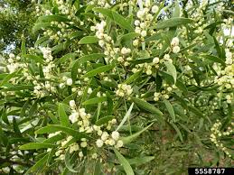 Image result for Acacia melanoxylon