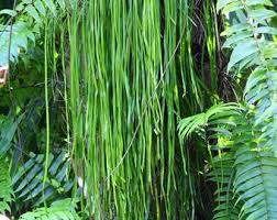 Image result for Vittaria guineensis