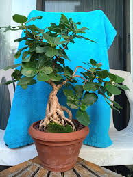 Image result for Ficus glumosa