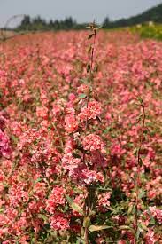 Clarkia Flower Quotes Best Flower Wallpaper