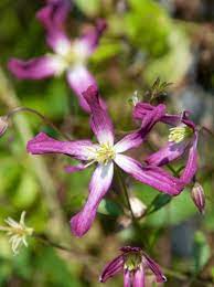 Check spelling or type a new query. Clematis Triternata Rubromarginata Mandel Waldrebe Rubromarginata