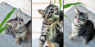 Check spelling or type a new query. All About Maine Coon Cats History Personality And Interesting Facts Domestic Geek Girl