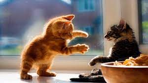 See more ideas about funny animals, funny cats, cute animals. Funny And Cute Kittens Videos 2019 Funny Kitten Cats Compilation Youtube