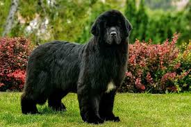 Big Fluffy Black And Brown Dog Breeds Pin On Animals Pets