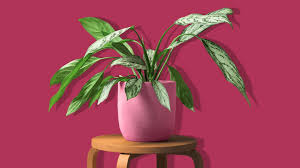 These large indoor plants can improve air quality and give you a lush atmosphere. 21 Types Of Indoor Plants Large And Small