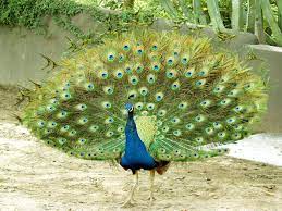 Pin By Komi Chen On Peacocks Peacock Wallpaper Peacock Images Peacock Pictures