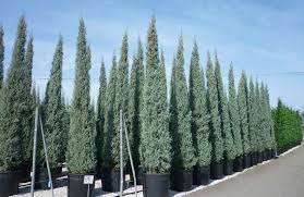 Pepinieres Plessis Luzarches Cuppressocyparis Plessis Luzarches Val D Oise 95 En 2020 Feuillage Persistant Plante Ornementale Cypres De Provence