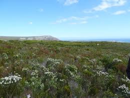 Image result for Phylica emirnensis