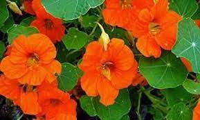 nasturtiums repel whiteflies squash bugs aphids many beetles and cabbage loopers nasturtiums could be consi cultiver des tomates capucine jardin de tomates