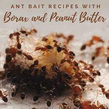 Diy Ant Bait Recipes Using Peanut Butter And Borax - Dengarden