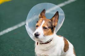 Treating Bee Stings In Dogs - Animal Behavior College