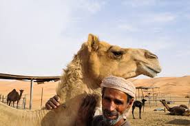 How far is the camel from oasis b? A Guide To Liwa Oasis And The Moreeb Dune Against The Compass