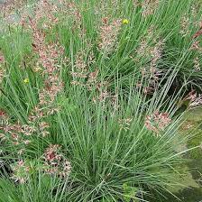 Image result for Melinis minutiflora