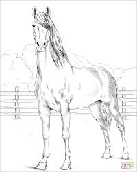 Morgan Horse Coloring Page Free Printable Coloring Pages In 2020 Horse Coloring Pages Horse Coloring Morgan Horse