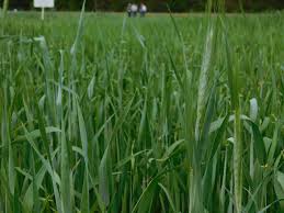 Image result for Tricalysia kivuensis