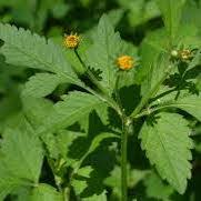 Image result for Bidens pilosa