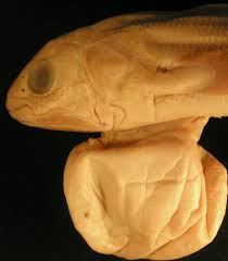 Image result for Coelachyrum