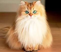 Sevimli Kedi Suslen