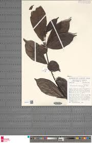 Image result for Thomandersiaceae