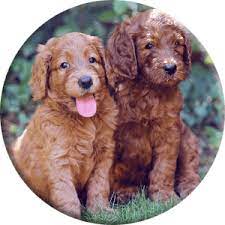 Welcome to the website of the new australian and international australian cobberdog club! Australian Cobberdog Welpen Dogking