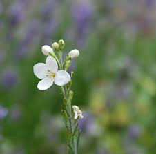 Image result for Gomphostigma