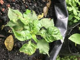 Ok seronok plak bercucuk tanam waktu pkp ni. Cili Yang Berdaun Kerinting Adalah Zainul Agro Tani Facebook