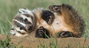 American badgers are opportunistic carnivores and excellent hunters. 25 American Badger Ideas Badger Animals Mammals