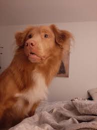 Oscar snuggled up to Mortimer Moose. ❤❤❤