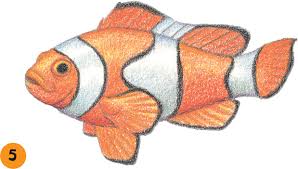 Clownfish Sea Creatures Book The final step is to colour in your fish.