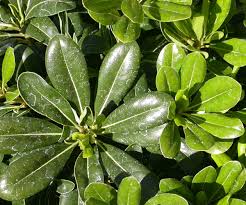 Image result for Pittosporum tobira