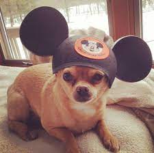 Pin On Funny Dogs