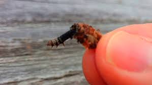 Tree experts offer tips on how to stop them. Are Plaster Bagworms Harmful To Humans