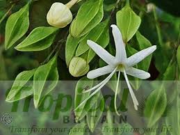 Image result for Clerodendrum ternatum