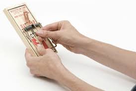 If you have unwanted guests in your home a traditional mouse trap is just one way to take care of the problem. How To Set A Rat Trap Safely And Effectively