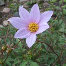 Maybe you would like to learn more about one of these? Flowers That Bloom All Year Flower Gardens And Seasons Dengarden