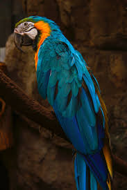 Bird With Colorful Feathers Pin On Birds